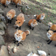 Illustration for article titled You Can Experience Fox Heaven in Japan